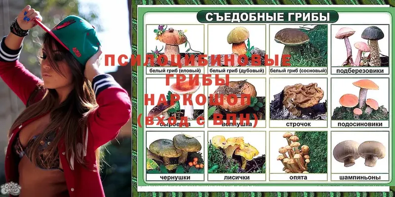 Псилоцибиновые грибы мухоморы  omg ссылки  Кизел  продажа наркотиков 